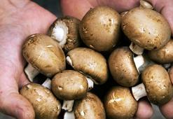 Her hafta tüketince hafızada değişiklik oluyor! Meğer beynin kalkanıymış