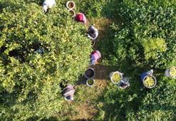 Tarım-ÜFE yüzde 36,01 arttı