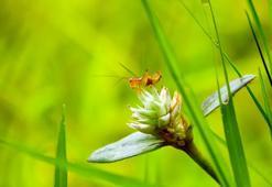 Doğanın termometresi: Cırcır böceklerinin sesi hava sıcaklığını ele veriyor