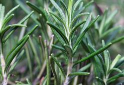 Biberiyeyi kışın böyle koruyun! Bunları yapmayan bitkisini kaybediyor