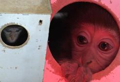 Türkiye onu bu kolinin içinde tanımıştı! Fıstık’tan haber var