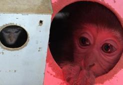 Türkiye onu bu kolinin içinde tanımıştı! Fıstık’tan haber var