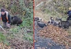 Trabzon’da domuz dehşeti! Arkadaşı hayatını kurtardı