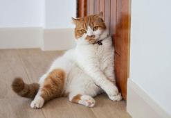 Ne ilgi ne inat... İşte kedilerin gece kapıyı tırmalamasının nedeni