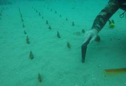 Denizin altında zamana karşı mücadele: Nesli tükenen tür için santim santim restorasyon