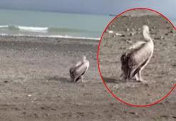 Sahilde gizemli misafir: Atakum'da ilk defa gördüm