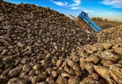 Türkiye'de üretilen şeker miktarı 3 milyon tonu bulacak