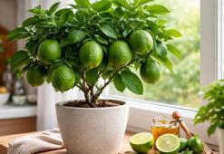 Ne balkon ne bahçe... Saksıdan tane tane toplanıyor! Ocak ayında çiçek açan narenciye