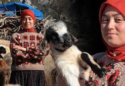 Hollandalılar hayatını izliyor! Hayvanları otlatırken üniversiteyi kazandı: Genimizde var