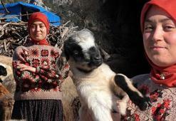 Hollandalılar hayatını izliyor! Hayvanları otlatırken üniversiteyi kazandı: Genimizde var