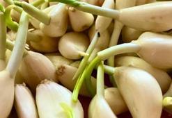 Küflenme ve filizlenmeye son! Sarımsağı çürümeden aylarca saklamanın püf noktası