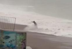 Dev dalgaların arasında kalmaktan merdivene tutunarak kurtuldu