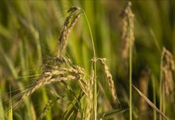 TMO, çeltik alım fiyatlarını açıkladı