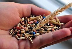 Muğla'da üretilen yerel tohumlar 81 ildeki üreticilere ulaştırıldı