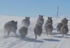 Mahalle yakınına indiler! Yiyecek sıkıntısı çeken domuzlar...