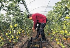 Örtü altında yılda 9 milyon ton üretim