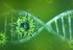 Yarasadan yayılan bir virüs daha: Tedavisi hala yok, ölüm oranı korkunç!