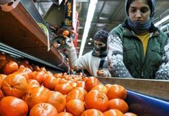 Narenciye ihracatı 2025'te Türkiye'ye 1 milyar 477 milyon 58 bin dolar kazandırdı