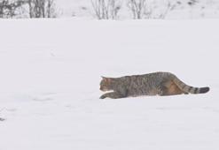 Avlanırken kameraya yakalandı! Belgeselleri aratmayan görüntü...