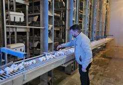 Devlet desteğiyle kuruldu! Bölgenin yumurta ihtiyacını karşılıyor
