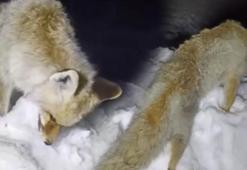 Mahalleli şoke oldu! Eksi 30 derecede en acı tablo: Heykel gibi ayakta donduğunu fark ettik