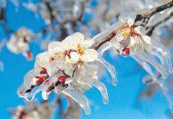 Afetlere karşı tarım sigortası kalkanı