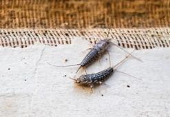 Evinizdeki gizli misafirler: Gümüş böceklerini tek gecede yok eden yöntem