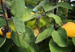 Zirai dondan etkilenen üreticilere 54 milyon TL destek yapıldı