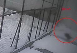 Cam silerken hayatını kaybetti! Öğretmenin düştüğü anlar kamerada