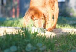 İsraf olmuyor mama oluyor