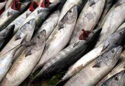 Herkes palamut sanıyor ama türü başka! Eti daha sert oluyor, çizgilerine dikkatli bakın