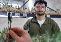 Deneme diye başladı mesleği oldu! Bir odalık alanda altın gibi üretim: 'Gramı 600 TL’ye satılıyor'