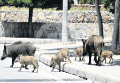 2025’te sahipsiz hayvanların 275 bini kısırlaştırıldı