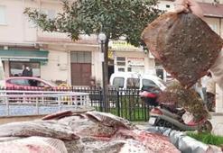Yasa dışı avlanan 1,8 ton kalkan balığına el konuldu