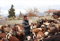 Depremzede besici, devlet desteğiyle hayvan sayısını artırdı
