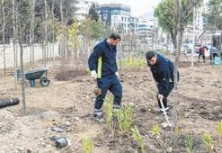 Betonun arasından orman çıktı
