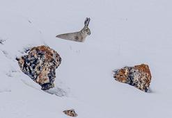 Erzurum'da yiyecek arayan yaban tavşanı görüntülendi