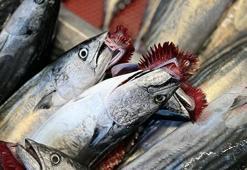 Türkiye’de 2024'te coşan palamut miktarı düştü