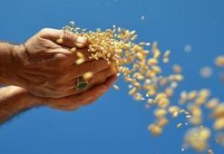 Hububat, bakliyat, yağlı tohumlar ihracatı 1 milyar dolara yaklaştı