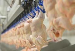 Son dakika: Tavuk ürünleri ihracatı yarın durdurulacak