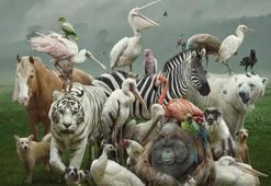 Gören dokunmak istiyor: Zararsız gibi görünen ama son derece tehlikeli olan 6 hayvan