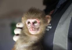 Uyuşturucu baskınında bulundu, adını veterinerler koydu! Portakal, koruma altında