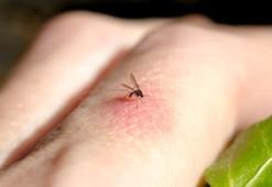 Sivrisinekler insan kanına eskisinden daha düşkün! Kilometrelerce uçuyorlar