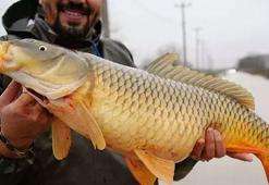 Meriç Nehri'nin taşmasıyla bazı vatandaşlar tarlasında canlı sazan balığı yakaladı