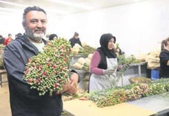 75 milyon dal çiçek Avrupa’ya gitti