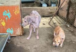 Finike’de barınak görüntüleri tepki çekti! Savcılık harekete geçti