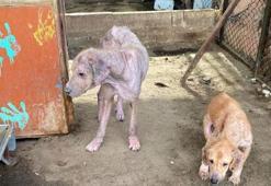 Finike’de barınak görüntüleri tepki çekti! Savcılık harekete geçti