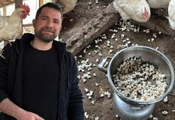 Tavuklar strese girdi, çözümü şaşkına çevirdi! ‘Onlar için de değişik bir etkinlik oldu’