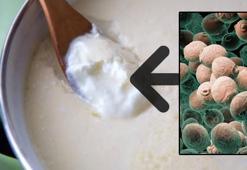 Yoğurt mayası tutmadıysa hemen deneyin! 2 saatte düzeliyor: Sünmesinin nedeniymiş