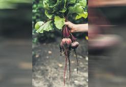 Toprağın kırmızı yıldızı